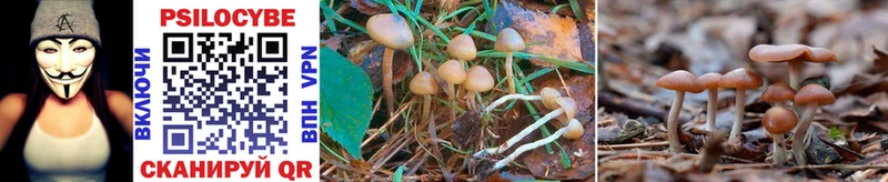 Купить закладки Гусь-Хрустальный Галлюциногенные грибы Psilocybine cubensis